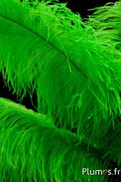 Autruche premium - 50-60 cm - lime
